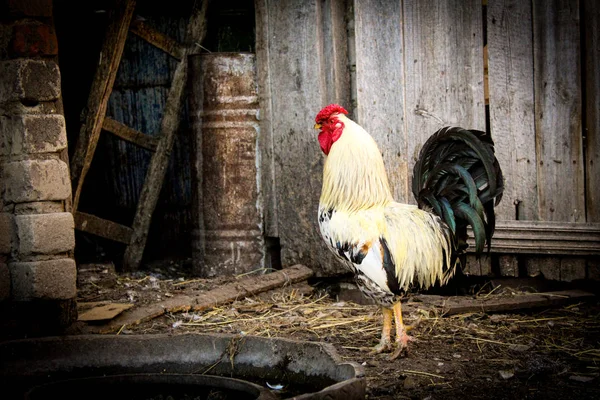 Beautiful Rooster Yard Village House Photo Rooster Bird Beautiful Bright — Stock Photo, Image