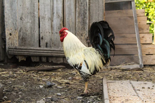 Hermoso Gallo Patio Una Casa Pueblo Foto Rooster Pájaro Hermoso — Foto de Stock