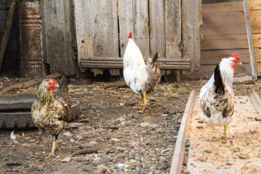 köy evinin bahçesinde kümes hayvanları / fotoğraf tavuk ve horoz tahıl.birds büyük bir besleyici var.köy evinin eski bahçesinde.zaman yıl yaz,gün.