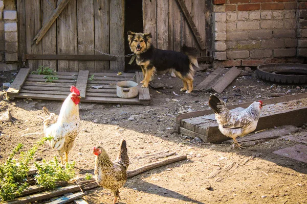 village yard.chickens,rooster and dog. / photo village yard.chickens and rooster pecking grain.birds are domestic,beautiful.dog,puppy on a chain.the animal guards the yard.time year summer.sunny day.