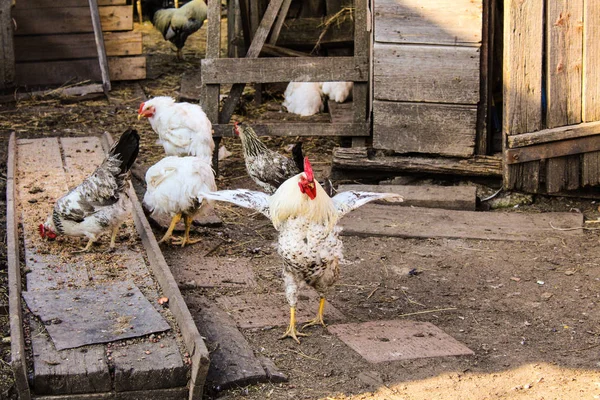村の家の庭の家禽 写真鶏と鶏のペッキング穀物 鳥は大きなフィーダーを持っています — ストック写真