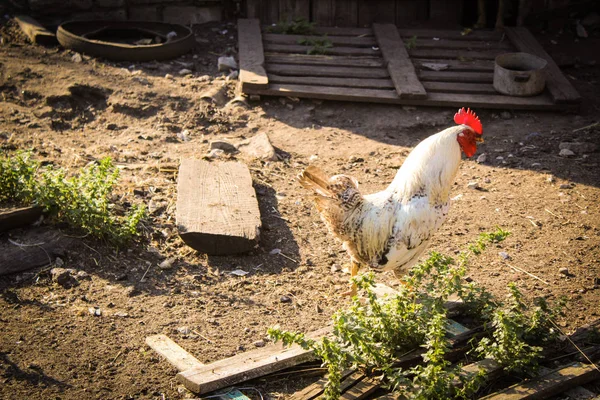 Beautiful Rooster Yard Village House Photo Rooster Bird Beautiful Bright — Stock Photo, Image