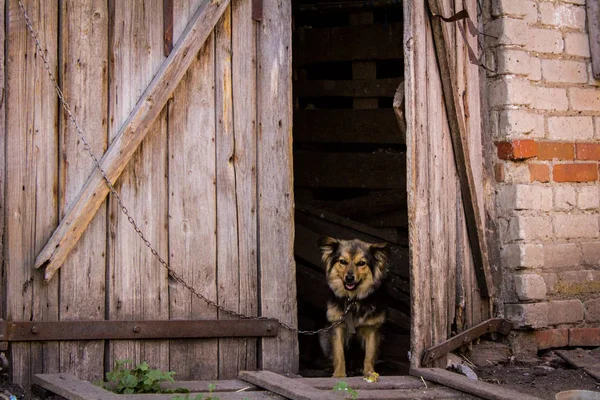 Pes Hlídá Vesnický Dvorek Fotografický Malý Pes Pet Chrání Dům — Stock fotografie