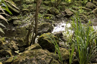 manzara bir orman ve bir dere / orman ve yaz aylarında bir dere tarafından fotoğraf.iğne yapraklı ve yaprak döken ağaçlar.trunks brown.yeşillik yeşil.nehir açık, taşlar arasında akan şeffaf.yosun kaplı büyük taşlar.