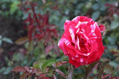 bahçede kırmızı c beyaz gül / fotoğraf güzel gül.çiçek yaprakları kırmızı ve beyaz.motley bitki yaz aylarında bahçede çiçek.