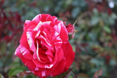 bahçede kırmızı c beyaz gül / fotoğraf güzel gül.çiçek yaprakları kırmızı ve beyaz.motley bitki yaz aylarında bahçede çiçek.