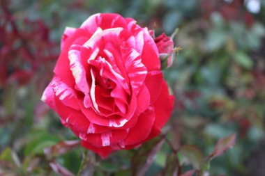 bahçede kırmızı c beyaz gül / fotoğraf güzel gül.çiçek yaprakları kırmızı ve beyaz.motley bitki yaz aylarında bahçede çiçek.