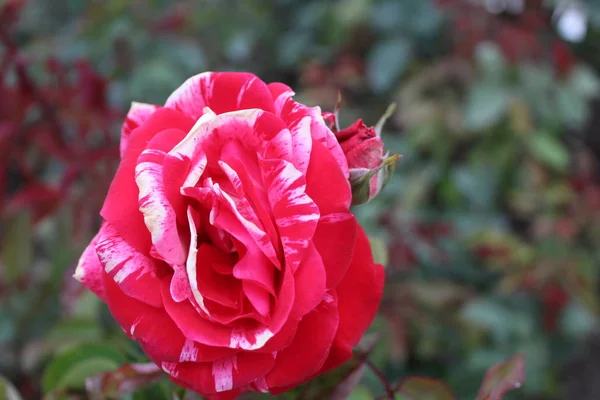 bahçede kırmızı c beyaz gül / fotoğraf güzel gül.çiçek yaprakları kırmızı ve beyaz.motley bitki yaz aylarında bahçede çiçek.