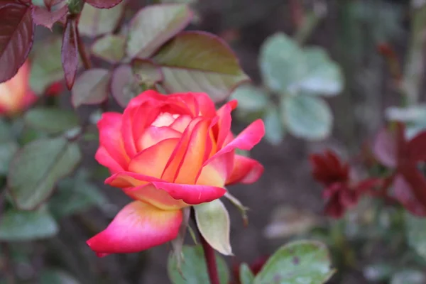 庭のピンクC黄色のバラ 写真美しいバラ 花びらピンクと黄色 Motley植物は夏に庭に咲きます — ストック写真