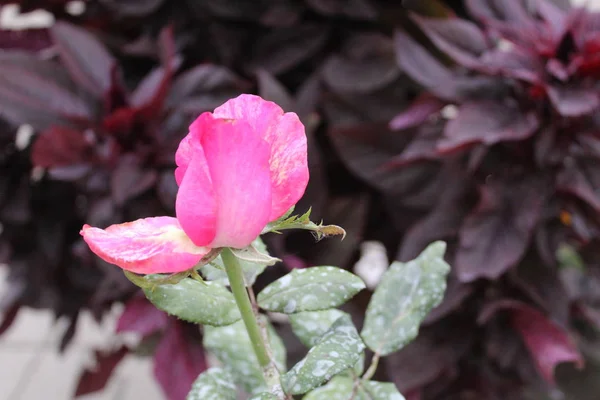 庭に美しいピンクのバラ 写真美しいバラ 花びらピンク 夏に庭に高貴な植物の芽が咲く — ストック写真