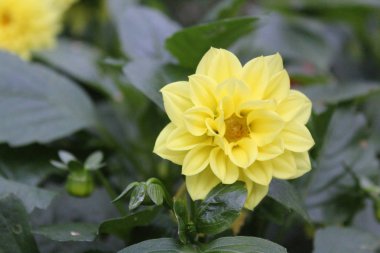 bahçede güzel sarı Dahlia / fotoğraf bir güzel Dahlia.çiçek yaprakları sarı.The Bud yaz aylarında bahçede bahçede asil bitki çiçek açar.