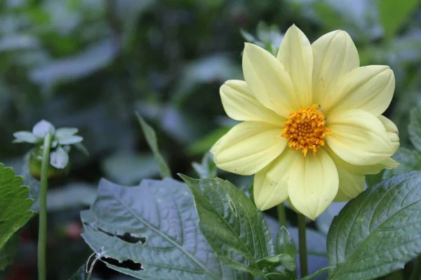 beautiful yellow Dahlia in the garden / photo one beautiful Dahlia.flower petals are yellow.the Bud of the noble plant blooms in the garden in summer.