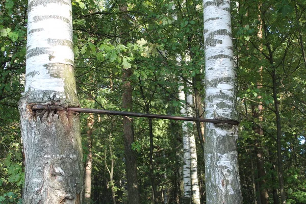 horizontal bar in the woods on the trees in the summer / photo horizontal bar for sports in nature. made of metal.sports equipment hanging between birch trees.trees with white trunks.time year summer.green foliage.
