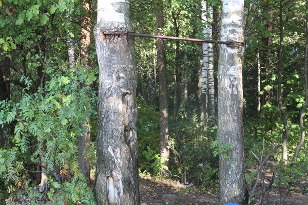 Οριζόντια Μπάρα Στο Δάσος Στα Δέντρα Στο Καλοκαίρι Φωτογραφία Οριζόντια — Φωτογραφία Αρχείου