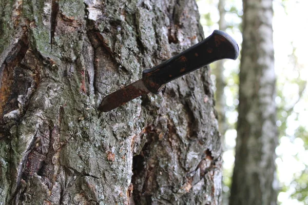Faca Enferrujada Tronco Uma Árvore Foto Bexiga Knife Rusty Armas — Fotografia de Stock