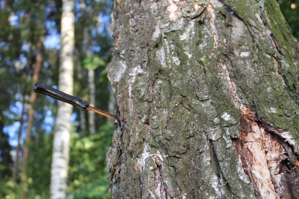 the rusty knife in the trunk of a tree / photo of the knife.rusty blade.edged weapons stuck in the trunk of a tree in the forest.time year summer.