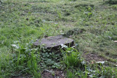 yaz aylarında Parkta bir ağacın kütüğü / bir tree.it fotoğraf kütüğü ormanda.çim yeşil.zaman yıl yaz.