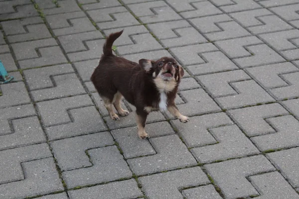 Mały Stary Pies Ulicy Zwierzę Zdjęcie Pies Mały Wzrost Kolor — Zdjęcie stockowe