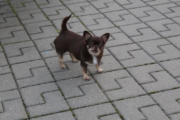 Liten Gammal Hund Gatan Pet Photo Dog Liten Tillväxt Färgen — Stockfoto