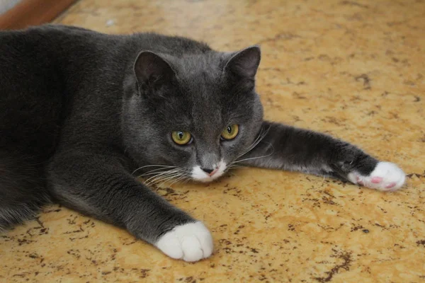 Triste Gato Cinza Deitado Chão Casa Foto Gato Belo Animal — Fotografia de Stock