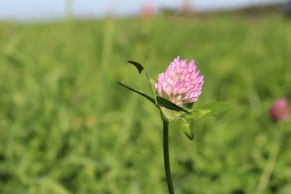 Trébol Prado Primer Plano Foto Pradera Flor Clover Crece Campo — Foto de Stock