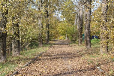 Sonbaharda Park 'ta ağaçlar ve düşen yapraklarla dolu bir ara sokak. Sonbaharda bir sürü düşen yaprak var. Farklı renkler, kırmızı, kahverengi, yeşil. Patika boyunca ağaçlar..