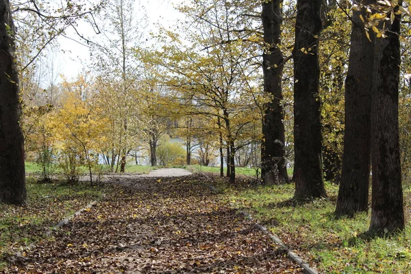 Vicolo Nel Parco Autunno Con Alberi Foglie Cadute Vicolo Foto — Foto Stock