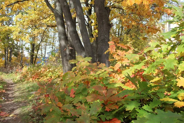 Sonbaharda Ağaçlarda Renkli Yapraklar Sonbaharda Fotoğraf Yollarıyla Ormanın Yolu Yollarda — Stok fotoğraf