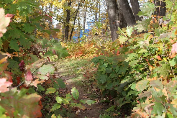 Pad Het Bos Herfst Met Kleurrijke Bladeren Bomen Foto Paden — Stockfoto