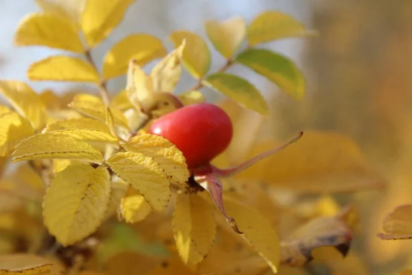 Rosa Mosqueta Close Bush Outono Foto Rosehip Mature Fruta Vermelha — Fotografia de Stock