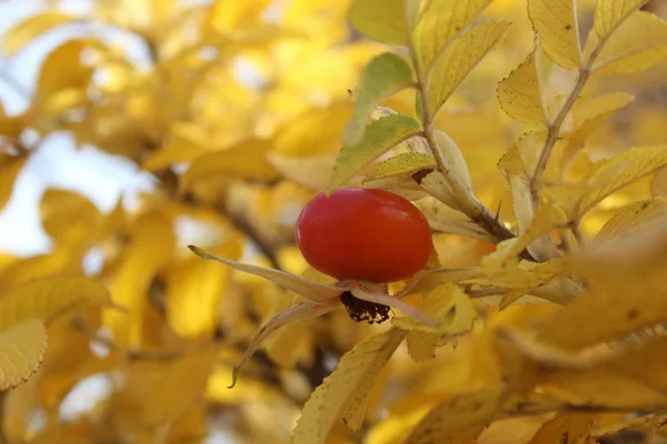 Rosa Mosqueta Close Bush Outono Foto Rosehip Mature Fruta Vermelha — Fotografia de Stock