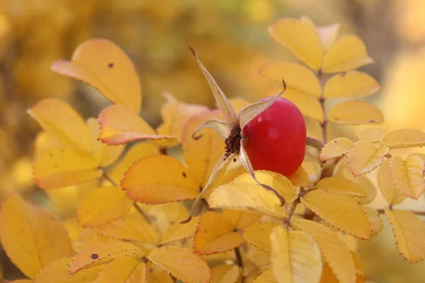 秋のブッシュのローズヒップのクローズアップ 赤いローズヒップの写真 ブッシュ枝に熟した果実 今年の秋の時期 黄色の葉を持つ木 ビタミンの収量 — ストック写真