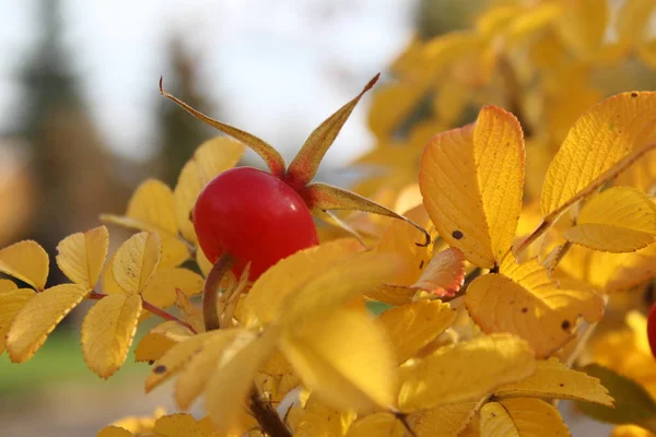 秋のブッシュのローズヒップのクローズアップ 赤いローズヒップの写真 ブッシュ枝に熟した果実 今年の秋の時期 黄色の葉を持つ木 ビタミンの収量 — ストック写真