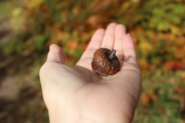 Eichel Von Der Eiche Auf Der Palme Herbst Foto Eichel — Stockfoto