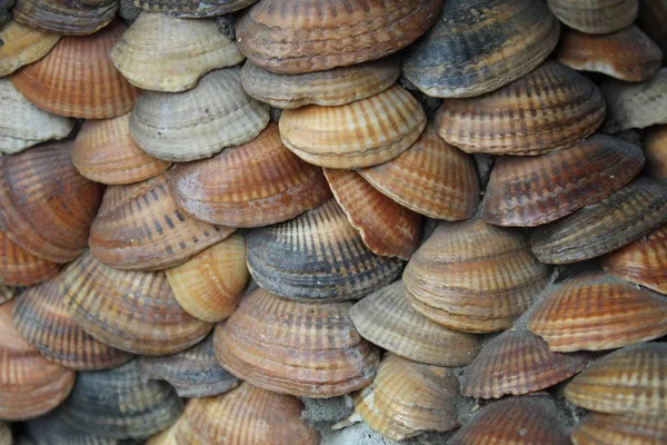 Lotes Conchas Mar Cima Uns Dos Outros Fotos Shells Its — Fotografia de Stock