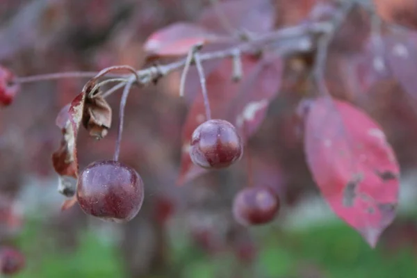 Ağaç Dalında Çin Elması Küçük Elmaların Fotoğrafı Mini Meyveler Kırmızı — Stok fotoğraf