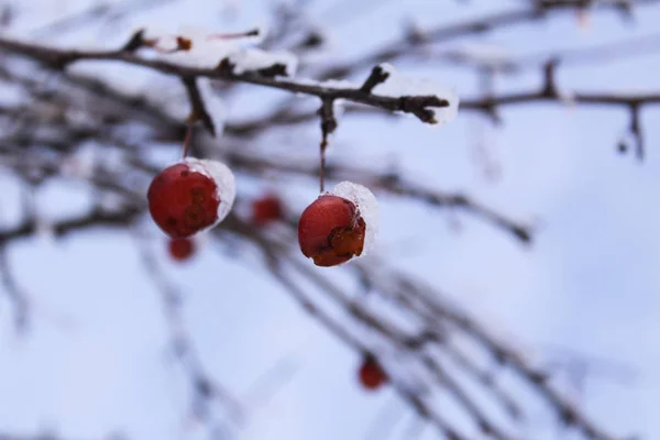 Chinese Apples Snow Close Photo Chinese Apples Tree Red Color — ストック写真
