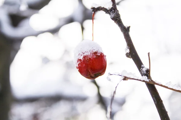 Çin Elmaları Karları Yakından Çekilmiş Ağaçtaki Çin Elmalarının Fotoğrafı Renkleri — Stok fotoğraf