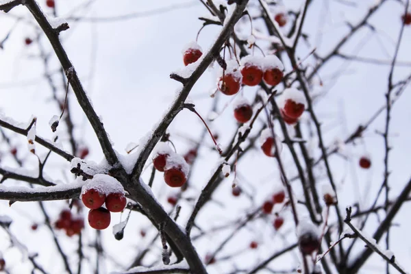 中国苹果和雪在树上的特写 它们是红色的 体形小 在街上 初雪融化 水果在冰雪中 — 图库照片