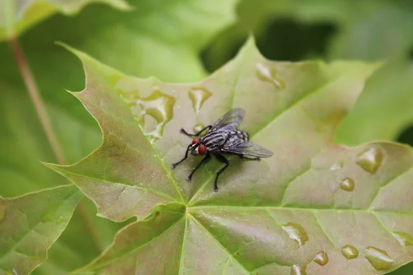 Fresh Green Maple Leaf Water Drops Fly Photo Green Large — Stock Photo, Image