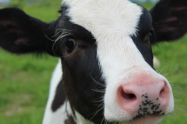 Portrait Young Calf Close Meadow Photo Portrait Young Body Animal — Stock Photo, Image