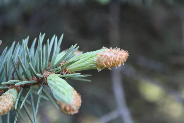 fresh young cones close-up and pine needles / young pine cones close-up. they are small in size. the color of the kidney is brown. pine needles are green.