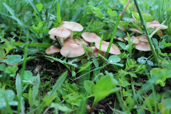 a lot of mushrooms in the meadow in the grass after the rain / a lot of mushrooms in the meadow. meadow in summer with green grass. there are raindrops on mushrooms and plants. the time of year is summer.