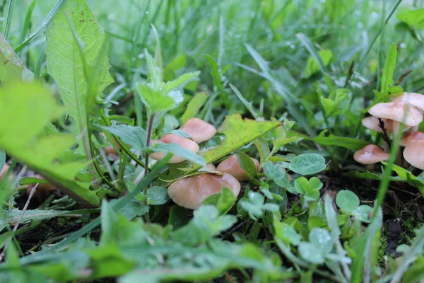 a lot of mushrooms in the meadow in the grass after the rain / a lot of mushrooms in the meadow. meadow in summer with green grass. there are raindrops on mushrooms and plants. the time of year is summer.