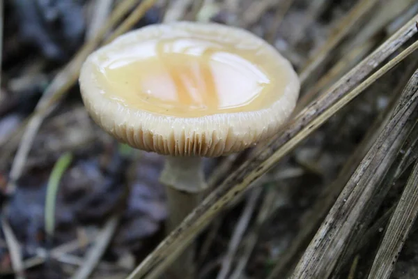 in summer, a poisonous mushroom with clear rainwater in a hat / photo of brown mushrooms. after the rain, the hat has clear water. the mushroom grew in the summer in the grass.