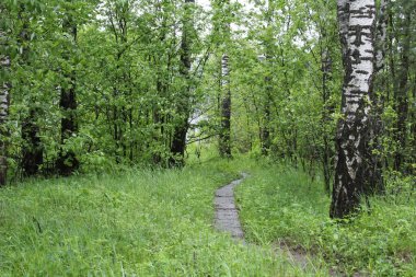 Yazın yağmurdan sonra bir patika / orman manzaralı güzel huş ağaçları. Parkta beyaz gövdeli huş ağaçları var. Dallardaki yapraklar yeşildir. Ormanın derinliklerine doğru giden bir patika var. Yol kiremit kaplı...