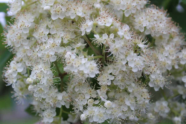 Witte Rowan Bloemen Een Boom Het Voorjaar Foto Van Vele — Stockfoto