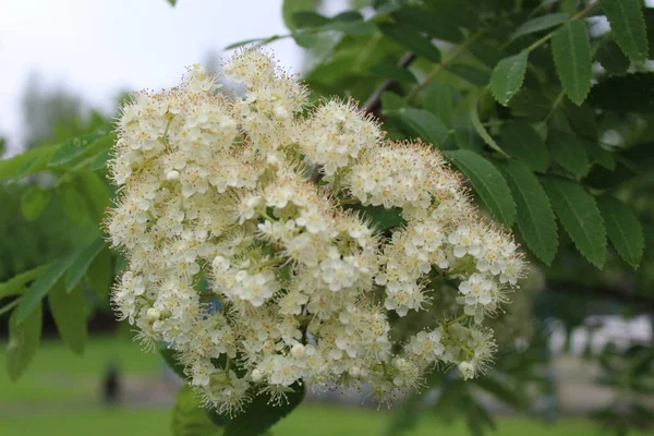 white Rowan flowers on a tree in spring / photo of many small Rowan flowers. white petals of a flowering tree. Bush blooming in spring close-up.