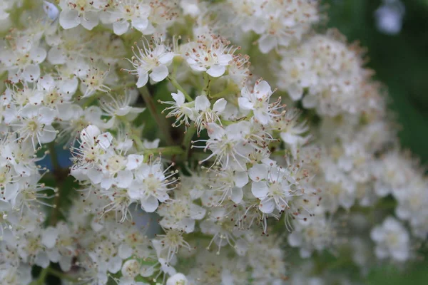 Witte Rowan Bloemen Een Boom Het Voorjaar Foto Van Vele — Stockfoto