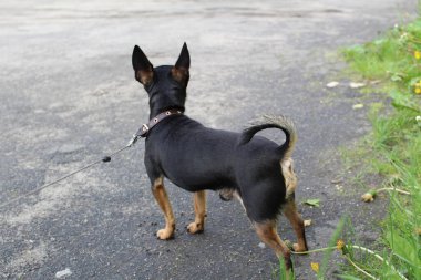 Siyah köpek Terrier yazın sokaklara düşer ve küçük bir köpeğin fotoğrafını çeker. Rus oyuncak teriyeri yetiştir. Evcil hayvanın paltosu kahverengidir. Hayvanın tasması havada yürür..